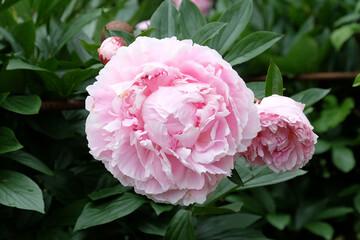 Paeonia lactiflora 'Sarah Bernhardt' in flower.