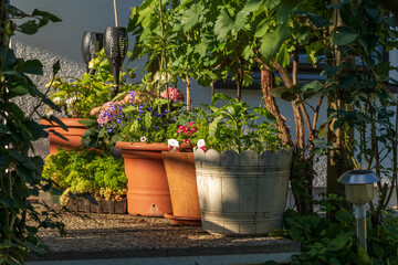 group of flower pots in the garden in the evening sunlight