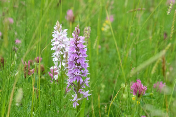 Common Spotted Orchid in flower