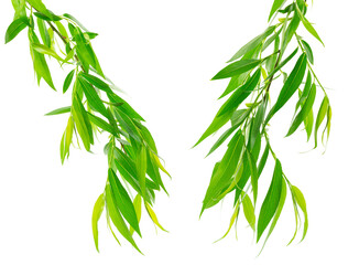 branches of willow with green leaves are isolated on white background. Spring foliage. Willow leaves. - obrazy, fototapety, plakaty