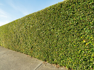 Perspective view of green hedge with concrete sidewalk in front and blue sky in background