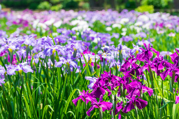 菖蒲園（水元公園）