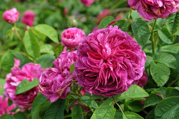 Rose 'Charles de Mills' in flower.