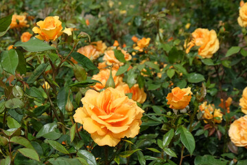 Rose 'Golden Beauty' in flower.