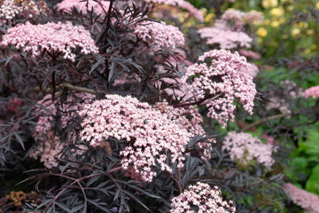 The white flower of the Black Lace Elder