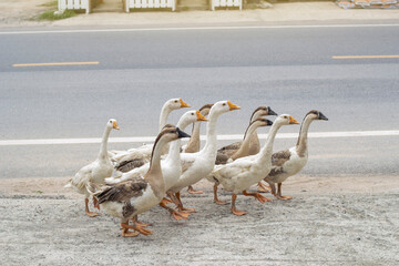 A group of geese walks on the streets of the city in the evening.