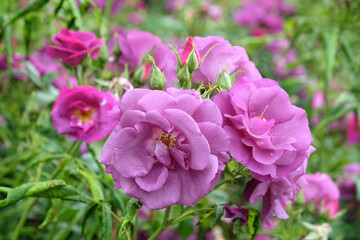 Fototapeta na wymiar Purple Rosa 'Rhapsody in Blue' in flower