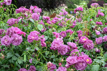 Purple Rosa  'Rhapsody in Blue'  in flower