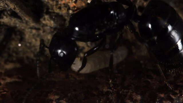 ant queen, ninph and eggs in  artificial anthill