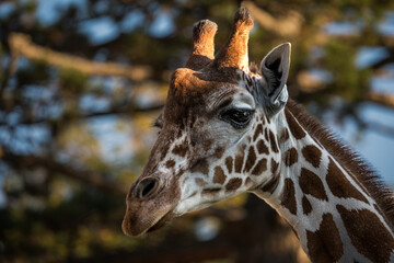 giraffe