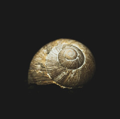 Kingsnail