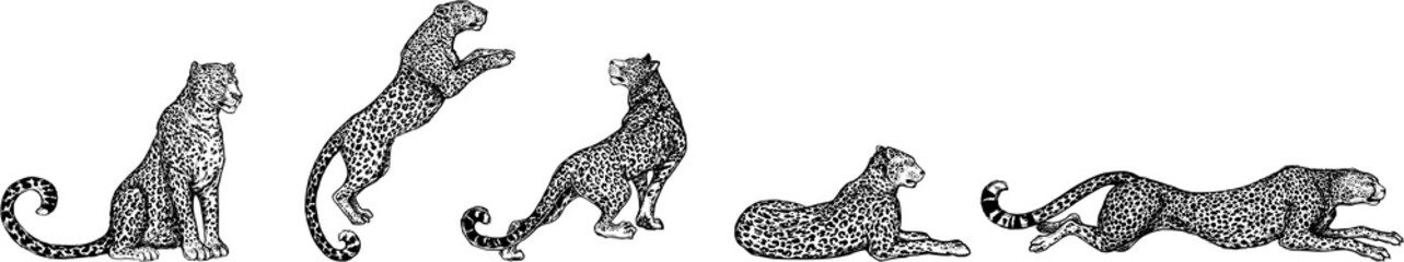 Set of hand drawn sketch style leopards isolated on white background. Vector illustration.