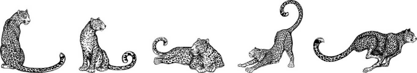Set of hand drawn sketch style leopards isolated on white background. Vector illustration. - obrazy, fototapety, plakaty