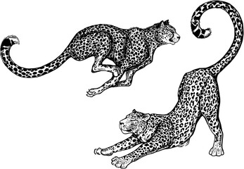 Set of hand drawn sketch style leopards isolated on white background. Vector illustration.