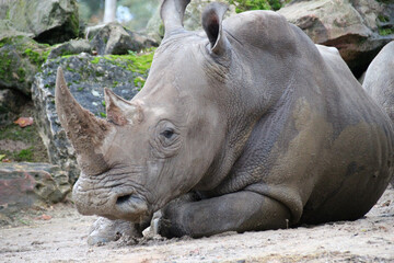 white rhino in a zoo in france
