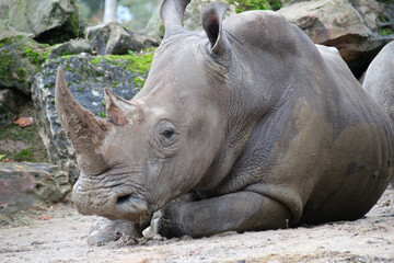 Fototapeta premium white rhino in a zoo in france
