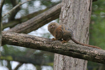 marmoset in a zoo in france