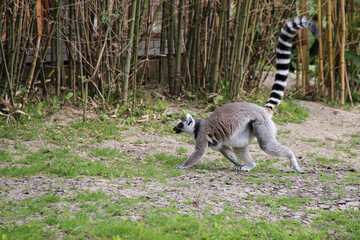 ring-tailed lemur in a zoo in france © frdric