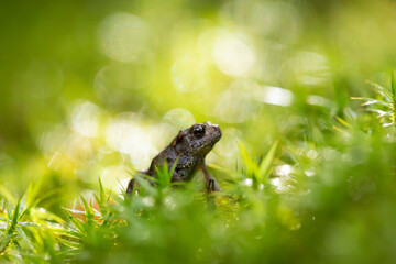 Frog in the grass.