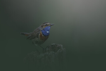Bluethroath on a branch.