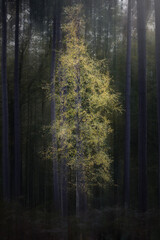 Obraz premium Morning in the forest.