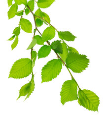 Naklejka na ściany i meble linden tree branch isolated on a white background with space for your text. Green leaves. spring background . Linden