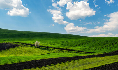 Springtime in the countryside, green grass field, and a white blossom tree	 - 512542045