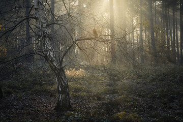 Sunny misty morning in the forest.