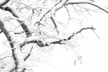 Branch under the snow.