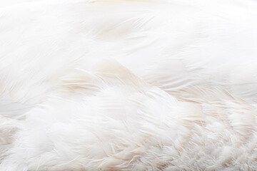 Close up of white feathers - Mute Swan