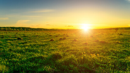 Fototapeta na wymiar Sunset in a spring field with green grass.