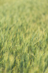 Green wheat field