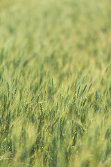 Green wheat field