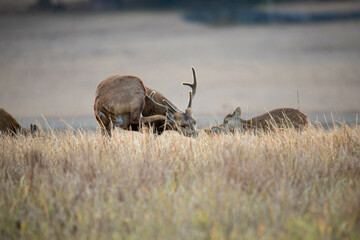 Fototapeta premium deer, animal, elk, wildlife, mammal, nature, antlers, wild, antelope, stag, grass, buck, red, bull, park, autumn, antler, animals, brown, bull elk, grazing, safari, horns, outdoors, wilderness