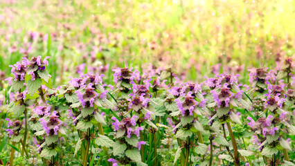 Medicinal herb prunella vulgaris with purple flowers in the garden in summer. Useful plant for in non-traditional herbal medicine, homeopathy and cosmetology