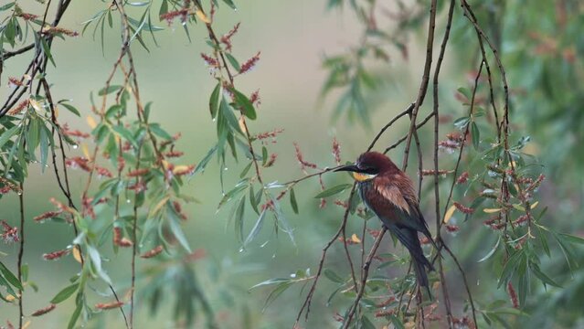 The European bee-eater (Merops apiaster) hiding from heavy rain. The bird is wet.