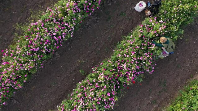 Rose Plantation aerial view. Rose petals harvest for rose oil production