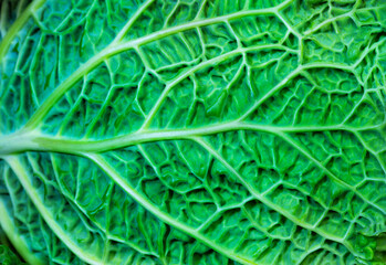 Detailed close-up with small parts of a cabbage green leaf