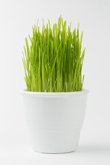 green grass in a white pot on a white background