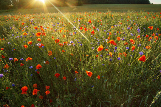 Łąka pełna kwiat&oacute;w