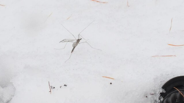CRANE FLY in the snow