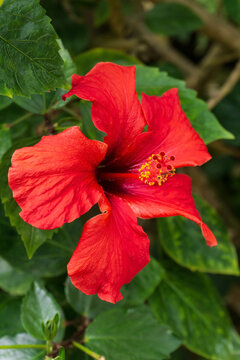 Large red hibiscus flower on a bush