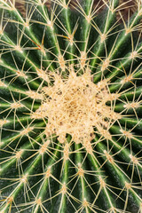 Naklejka na ściany i meble Round cactus with needles close up