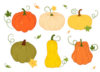 Set with pumpkins of various shapes and colors. Thanksgiving and Halloween elements. Vector illustration.