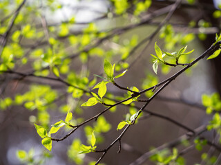 Fresh young leaves appeared on the branches of trees. Spring natural background.