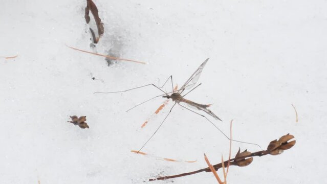CRANE FLY in the snow