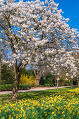 White and pink flowers. Beautiful nature scene with a flowering tree. Spring flowers. Beautiful garden