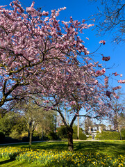  Beautiful sakura tree in the park