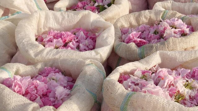 Rose petals harvest for perfume. Plantation and field of roses. Rose petals in bags