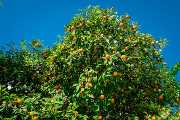 Fototapeta na wymiar clementines ripening on tree against blue sky. Tangerine tree. Oranges on a citrus tree